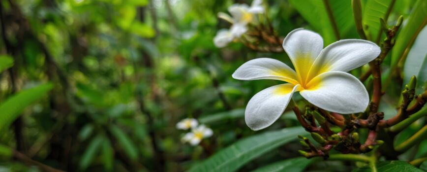 White and Yellow Plumeria Flower in Tropical Garden