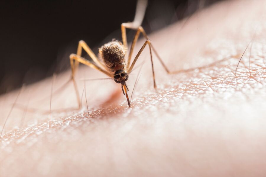Foto macro capturando un mosquito que perfora la piel con su probóscide, destacando su papel como plaga.
