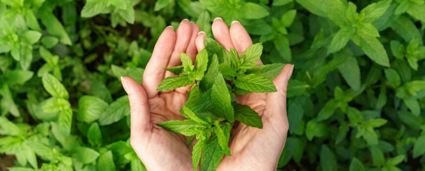 Un manojo de menta fresca en manos femeninas.
