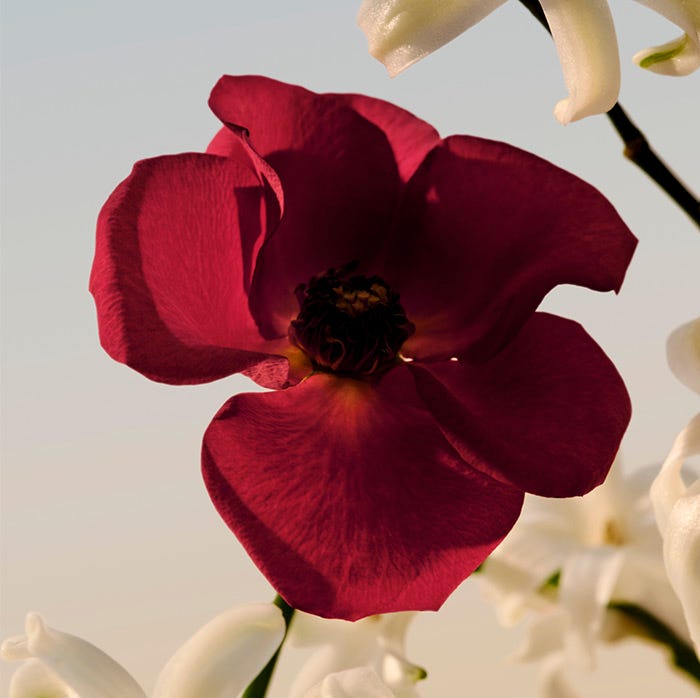 CHLOÉ EAU DE PARFUM